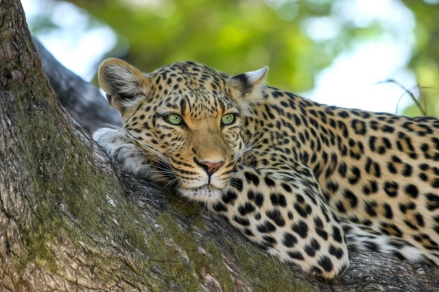 africa cat leopard